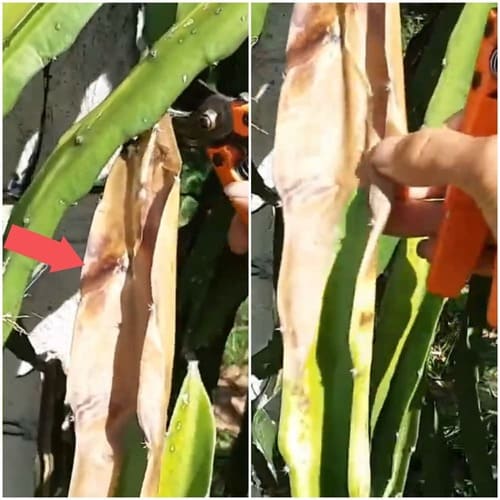 Dragon Fruit Plants Turning Yellow Reasons & Fixes